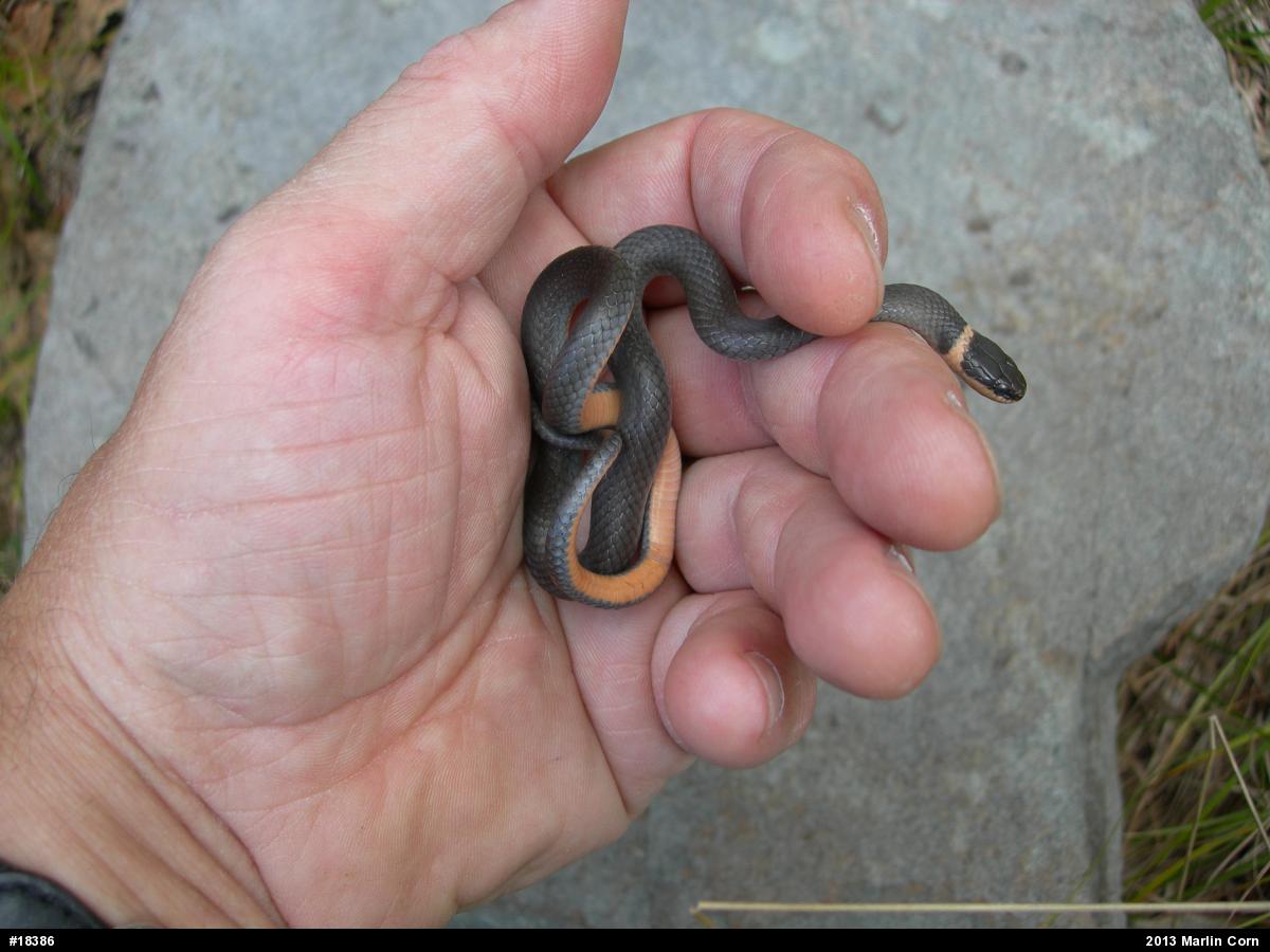 Northern Ring-necked Snake