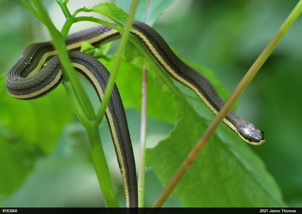 Queensnake