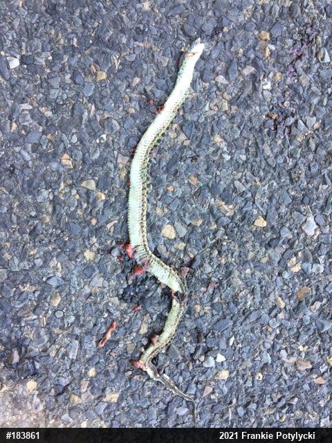 Eastern Gartersnake
