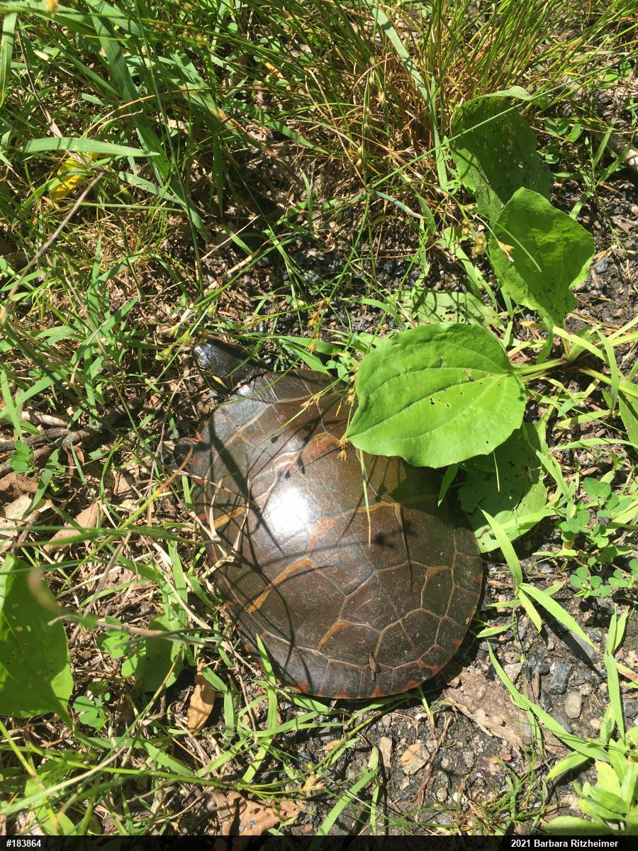 Painted Turtle