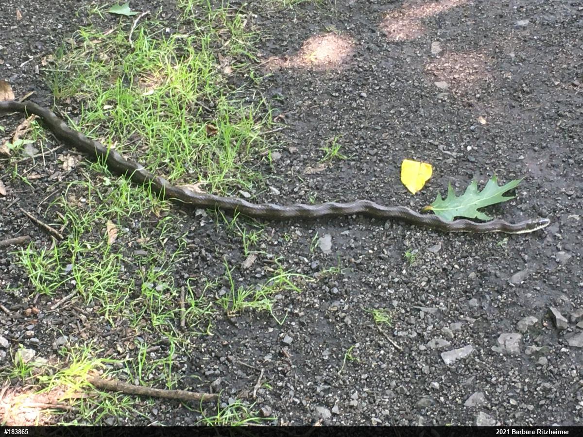 Eastern Ratsnake
