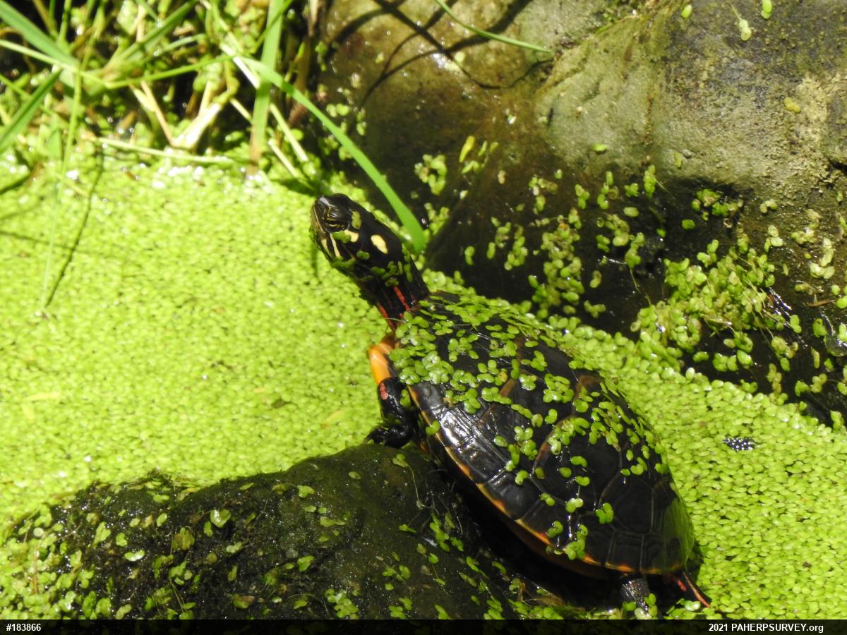Painted Turtle