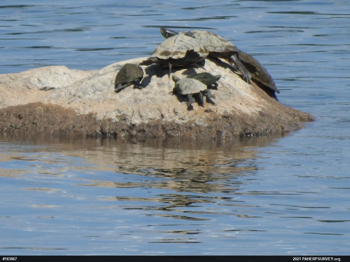 Northern Map Turtle
