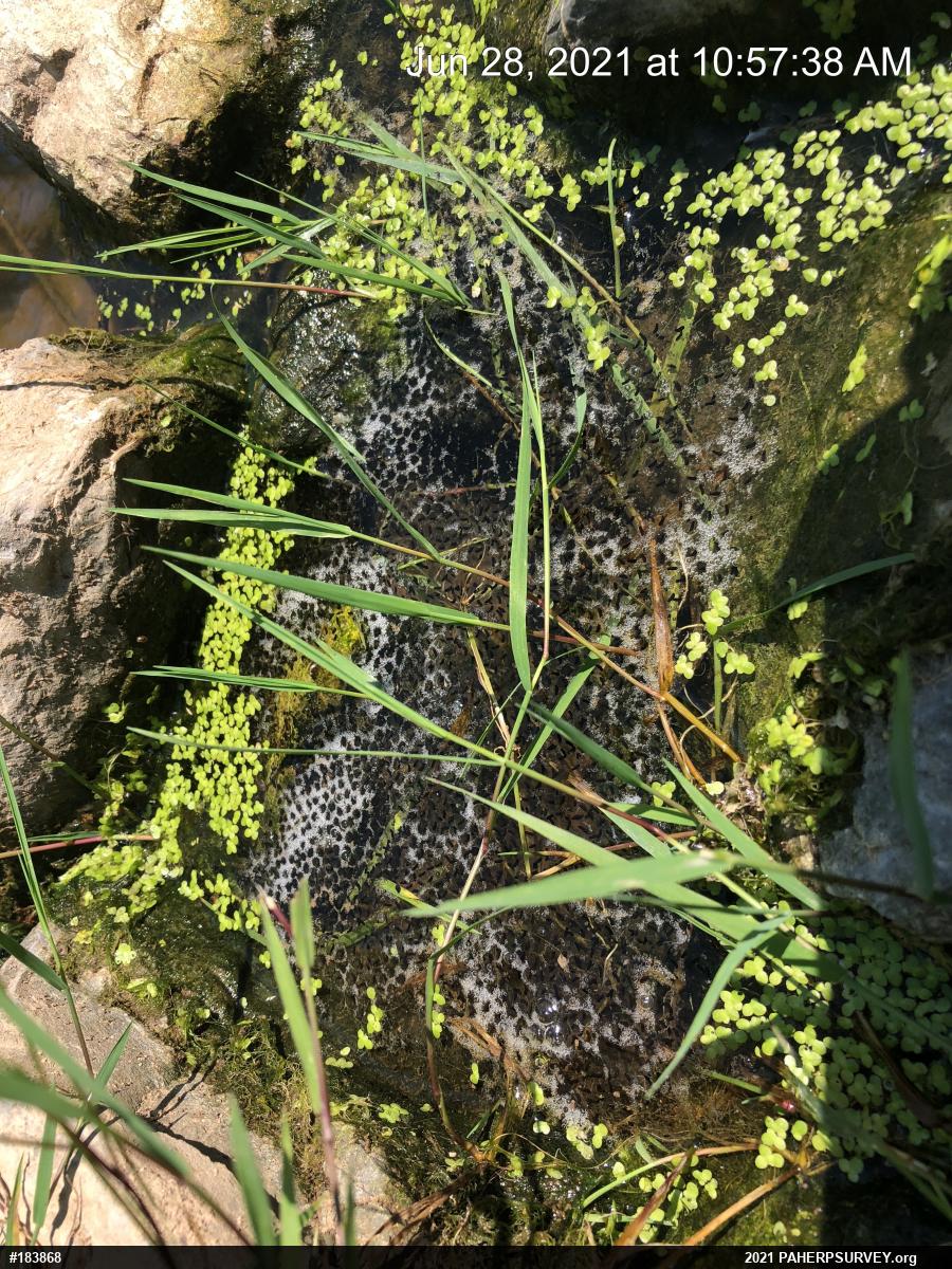 Gray Treefrog