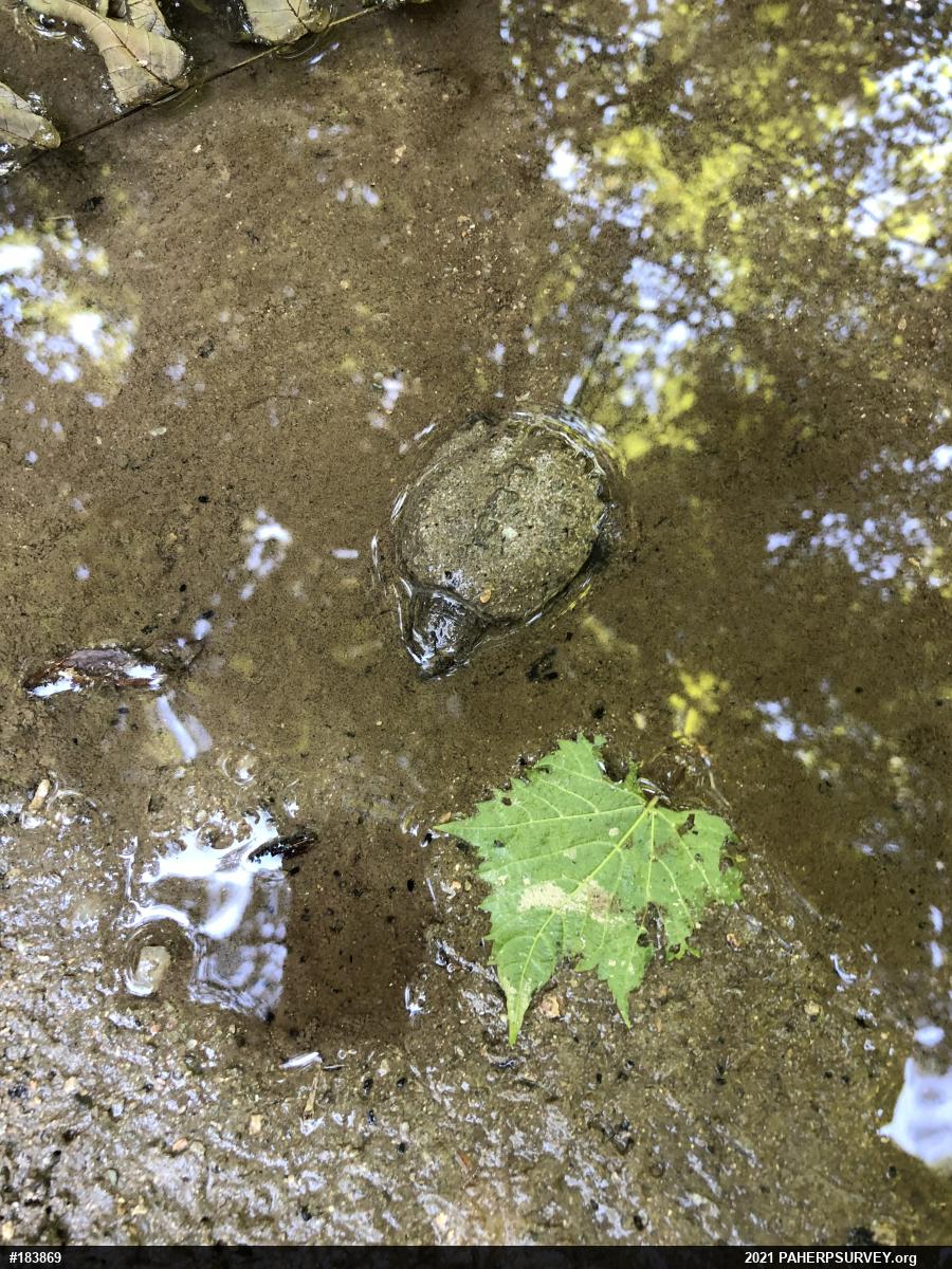 Snapping Turtle
