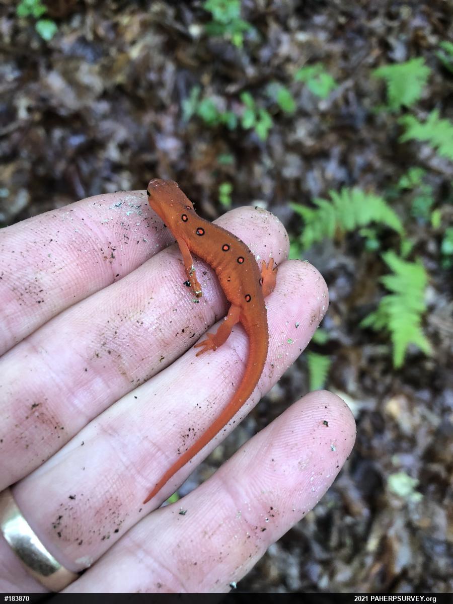 Red-spotted Newt