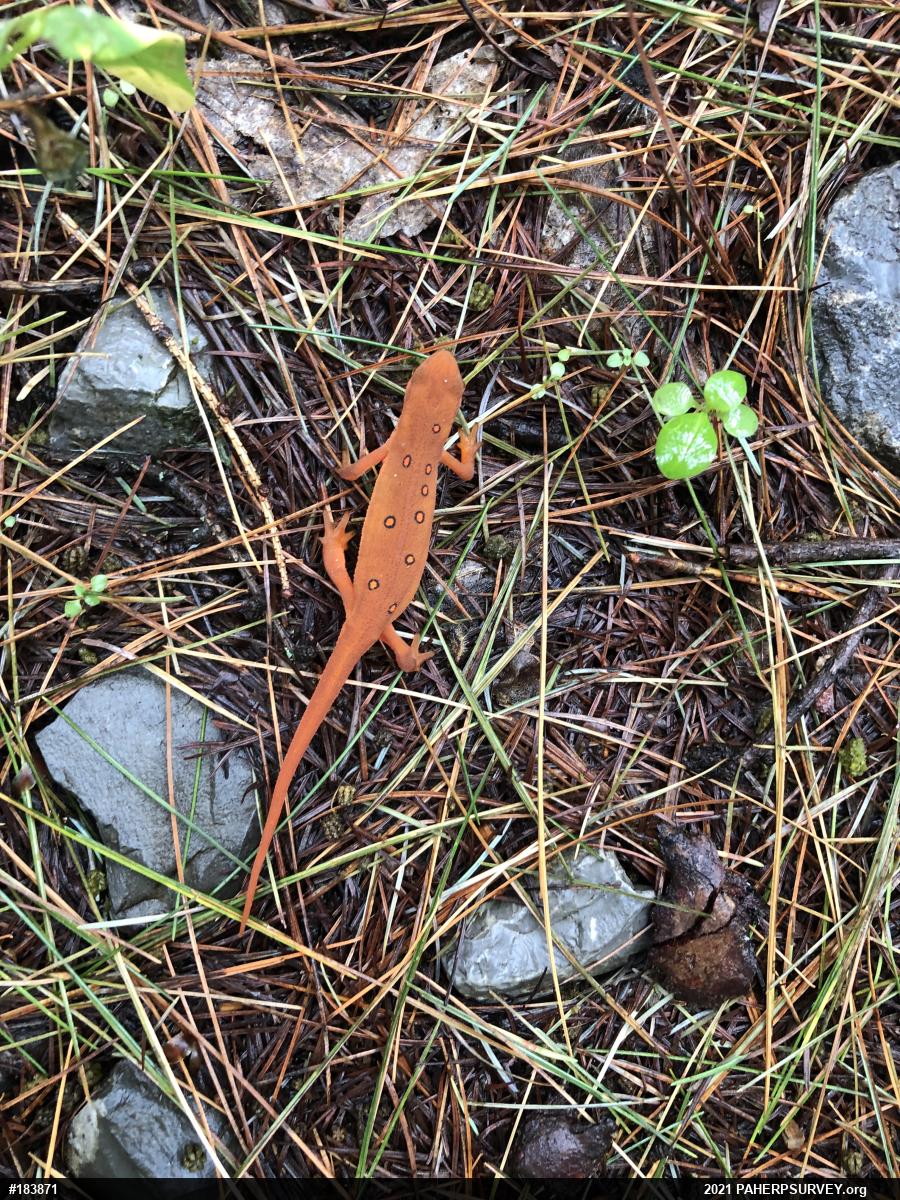 Red-spotted Newt
