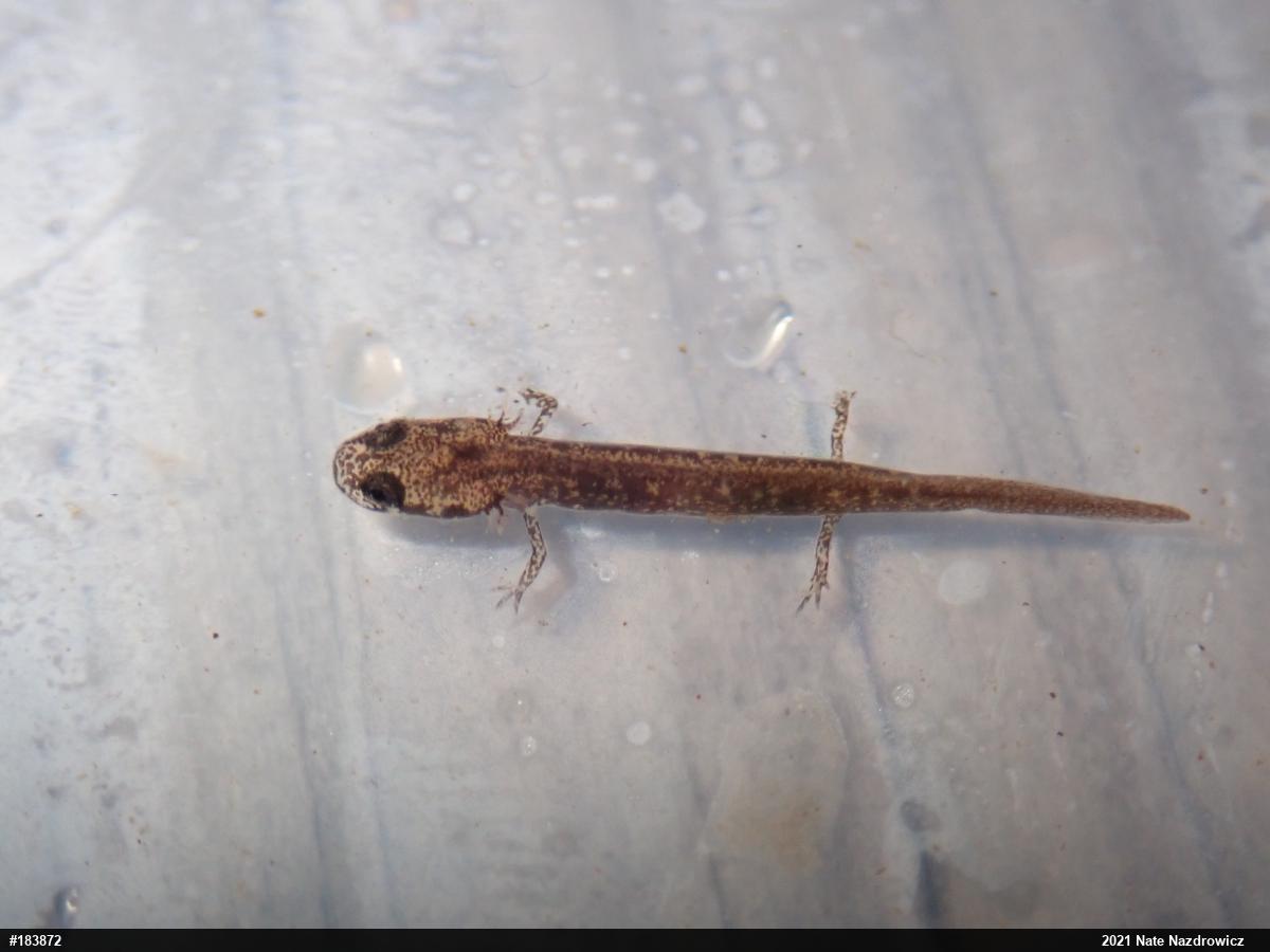 Northern Two-lined Salamander