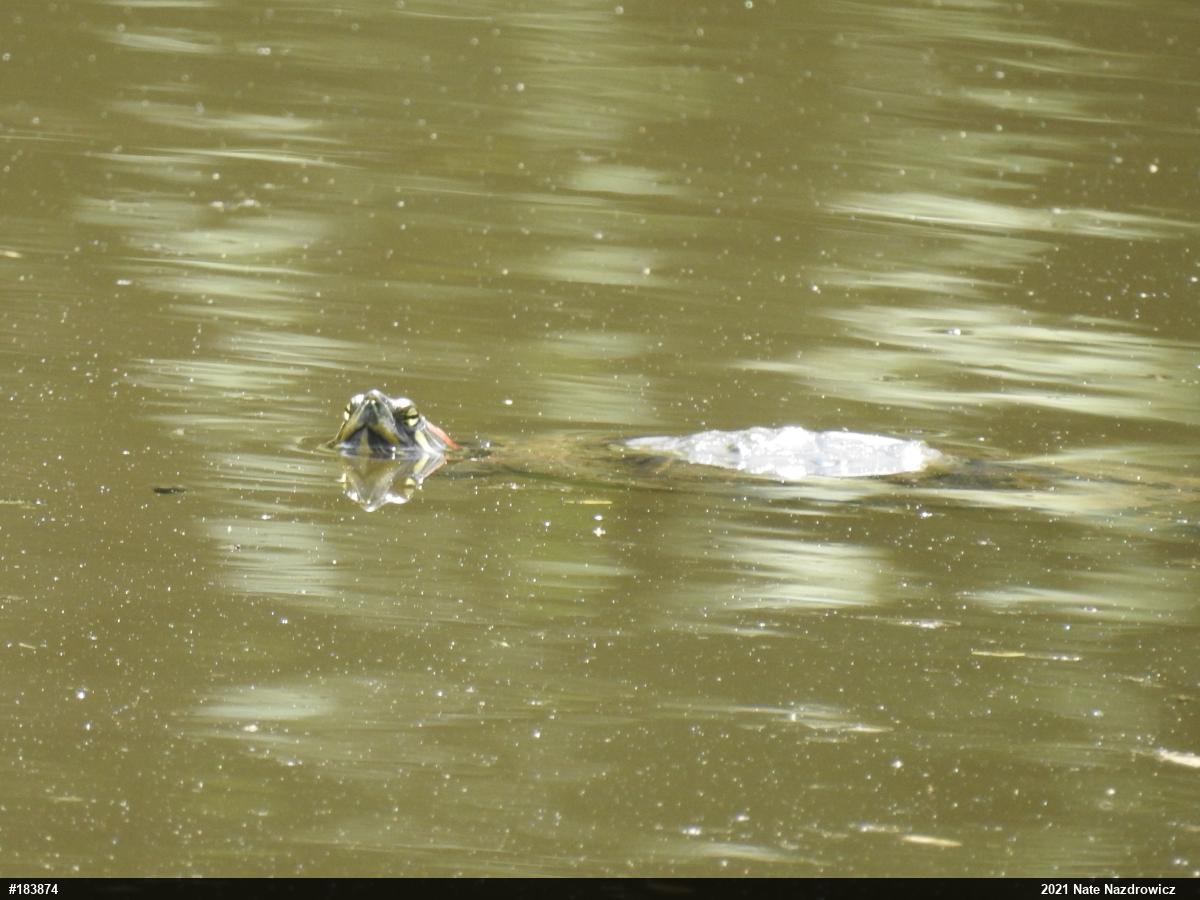 Red-eared Slider