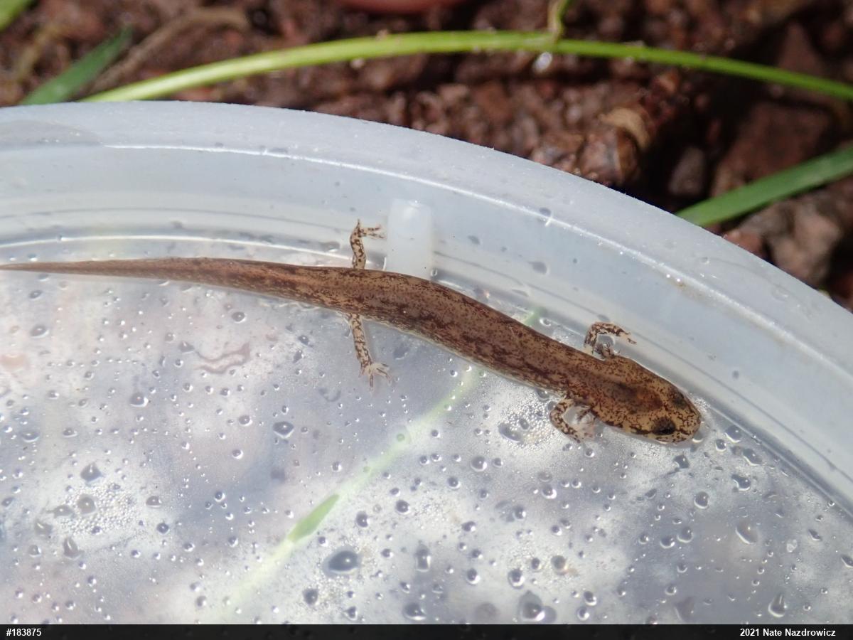 Northern Two-lined Salamander