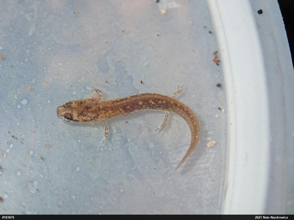 Northern Two-lined Salamander