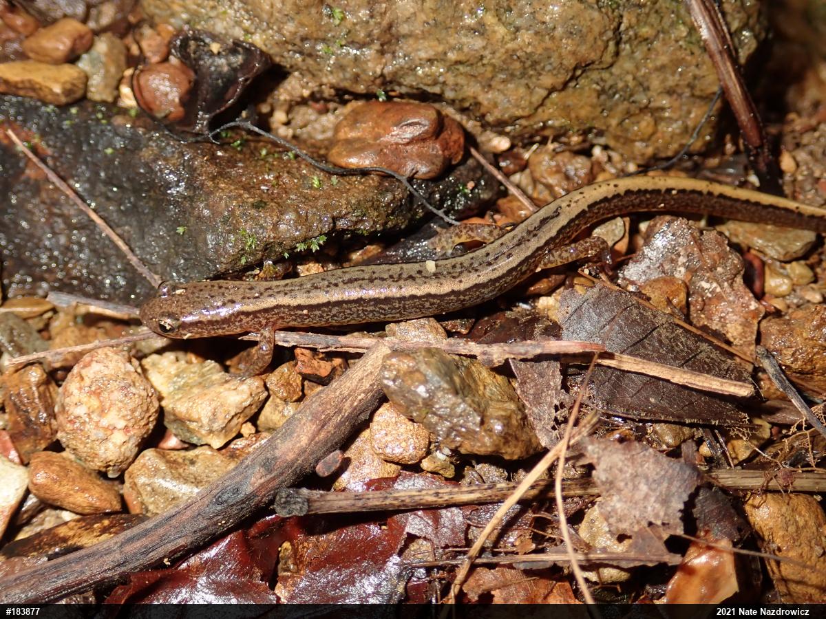 Northern Two-lined Salamander