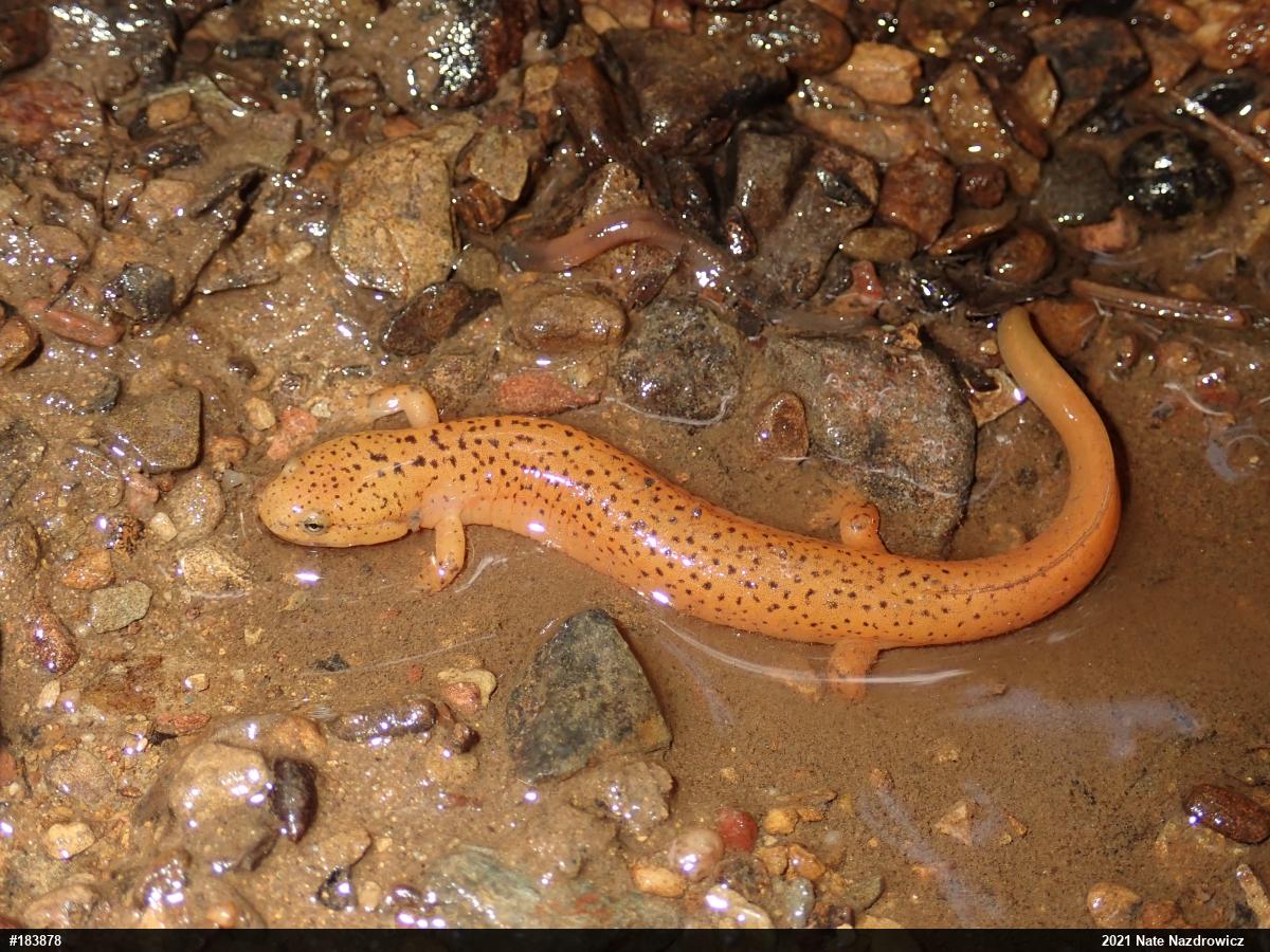 Northern Red Salamander