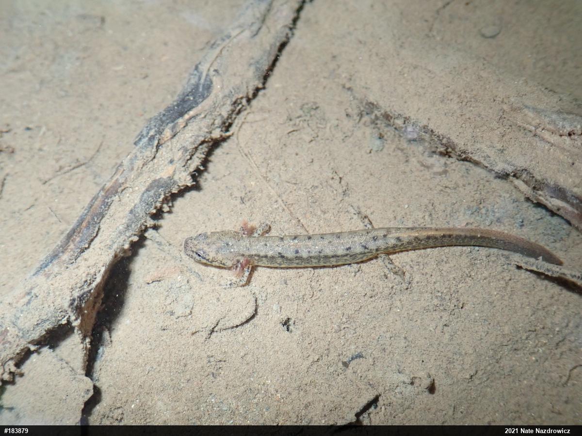 Northern Two-lined Salamander