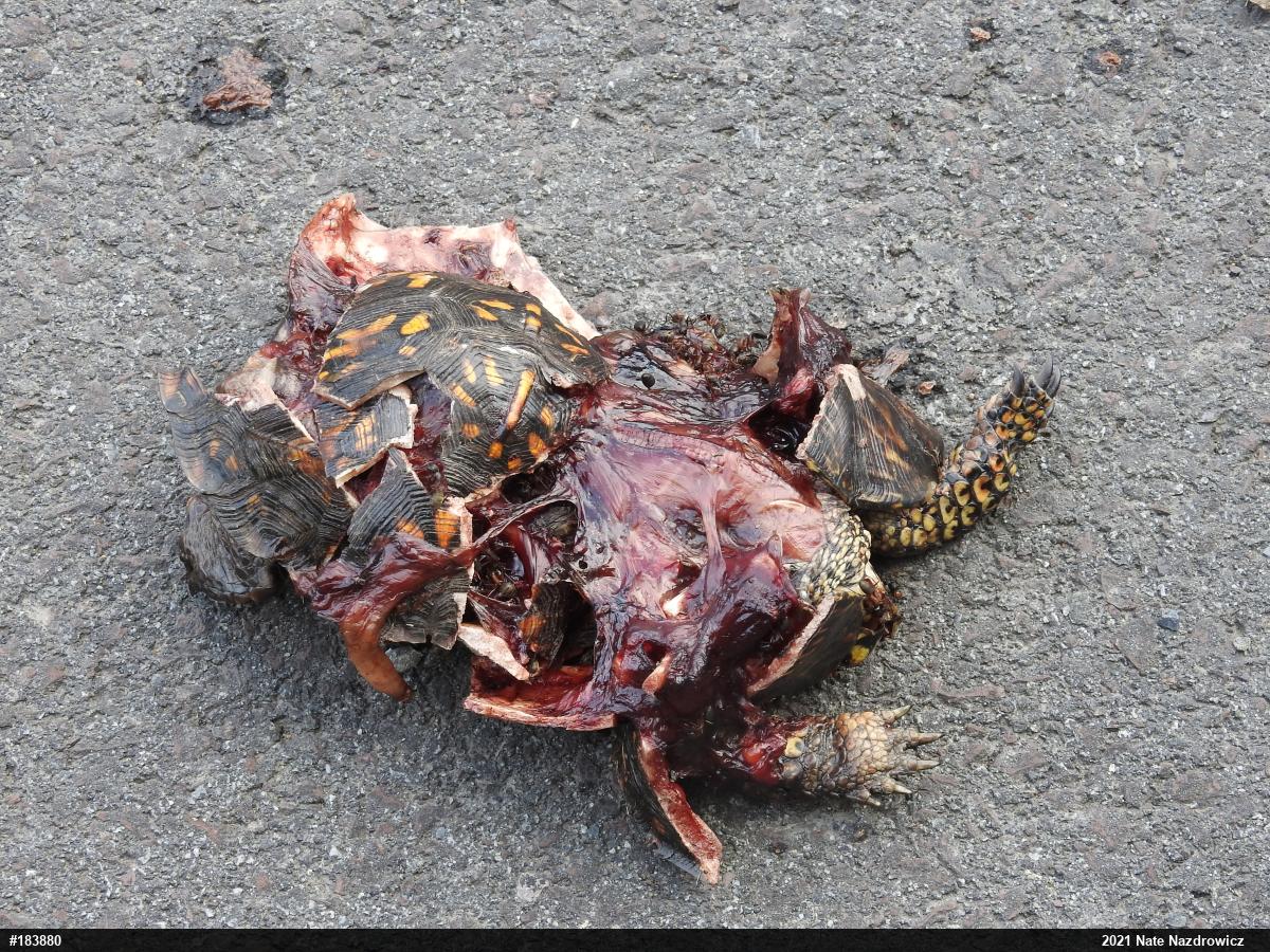 Eastern Box Turtle