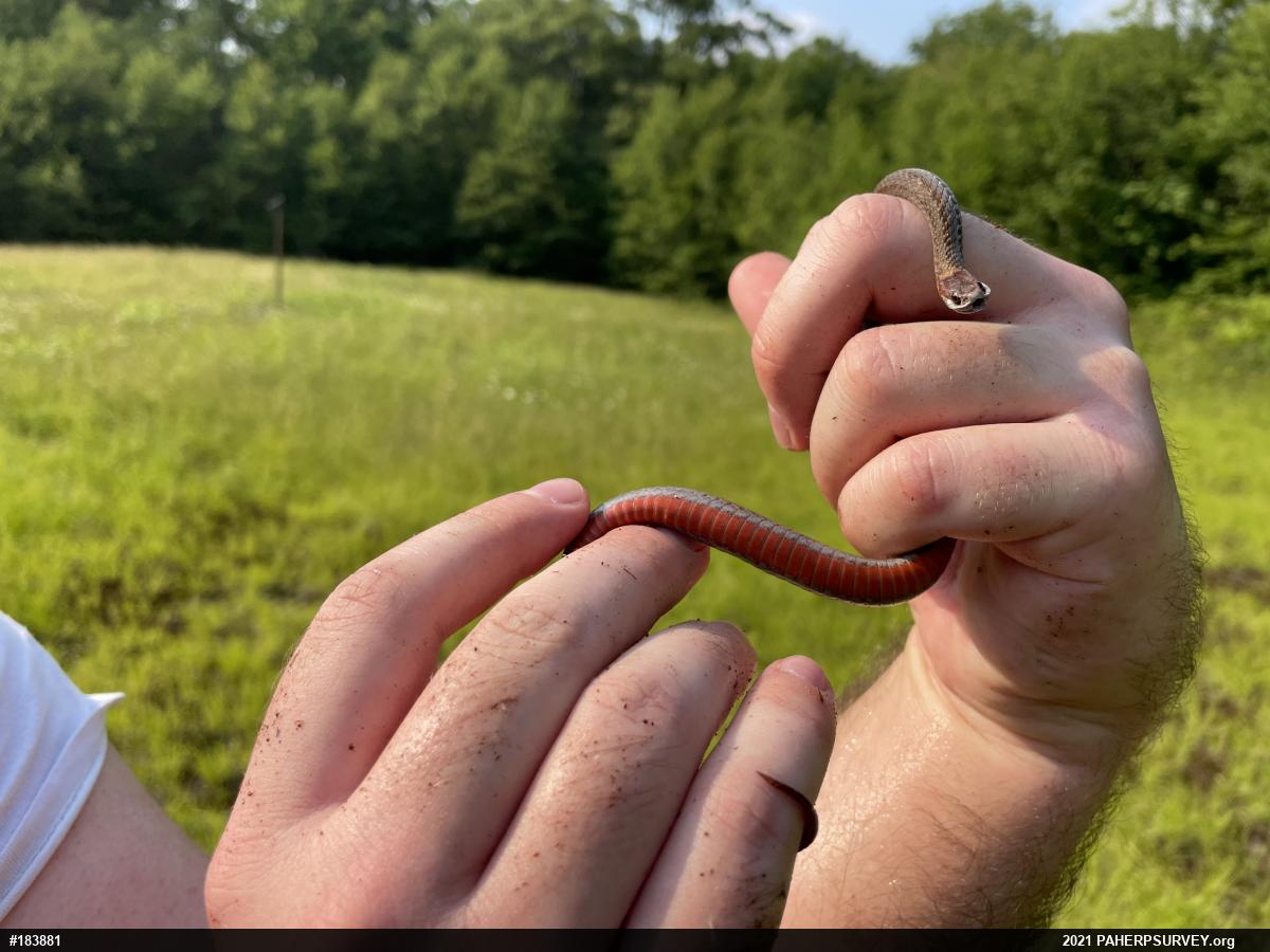 Red-bellied Snake