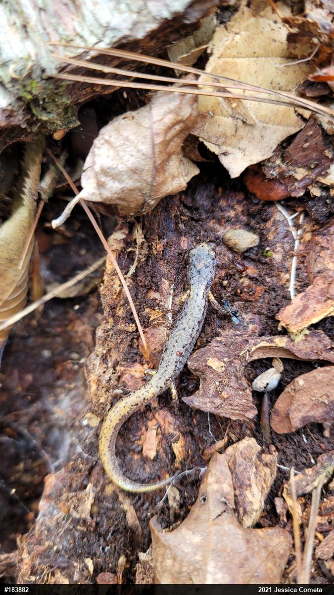 Four-toed Salamander