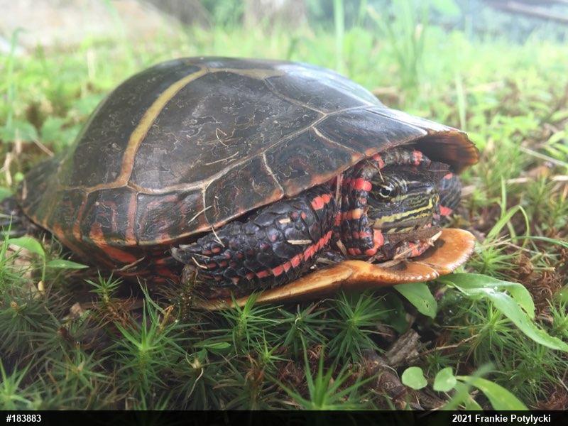 Eastern Painted Turtle