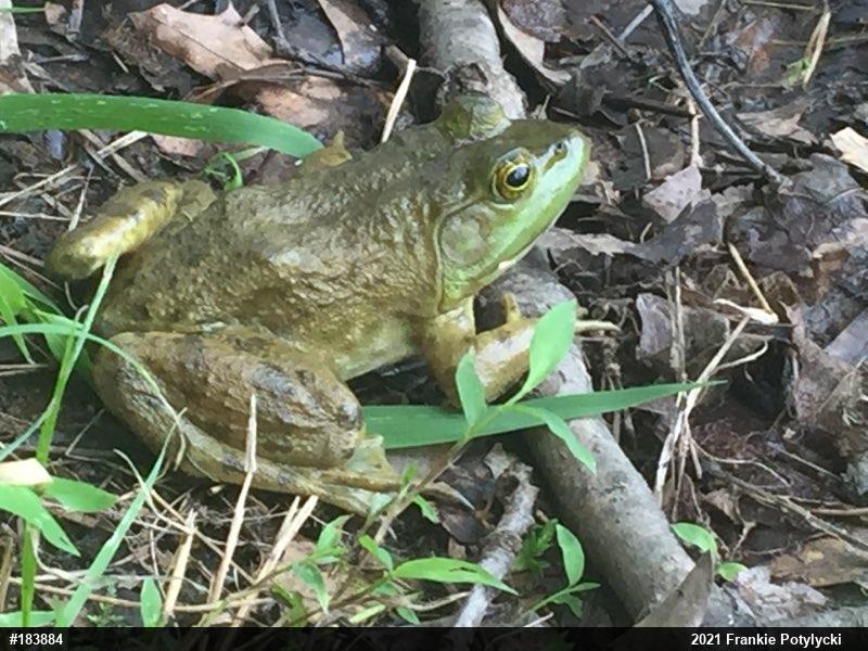 American Bullfrog