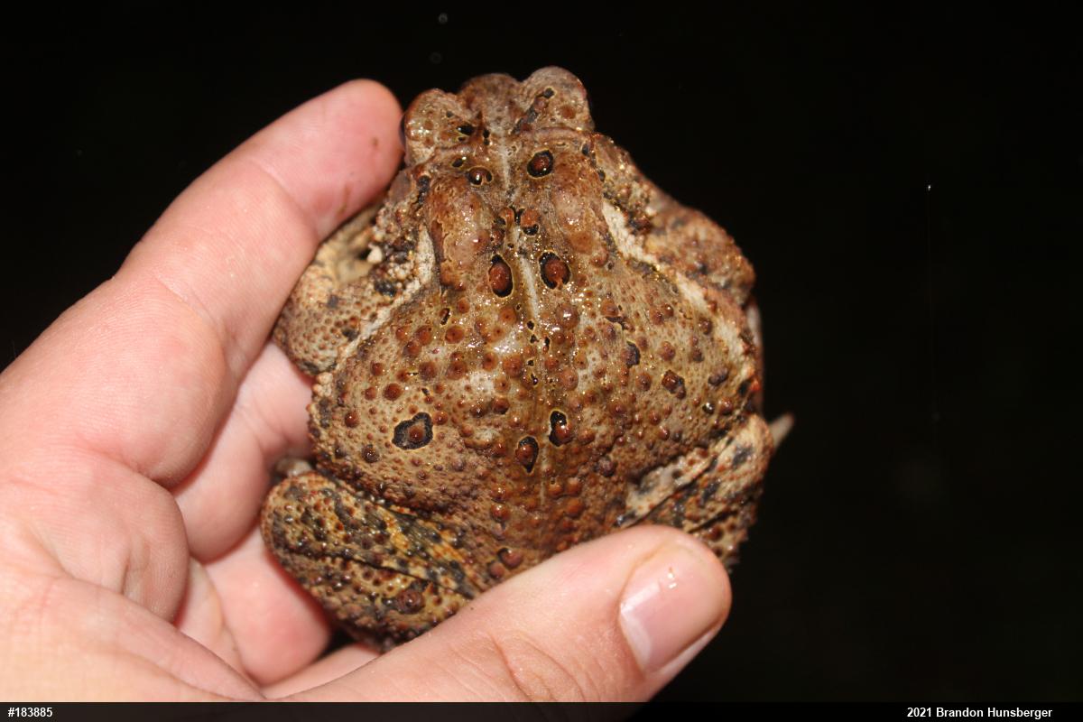 Eastern American Toad