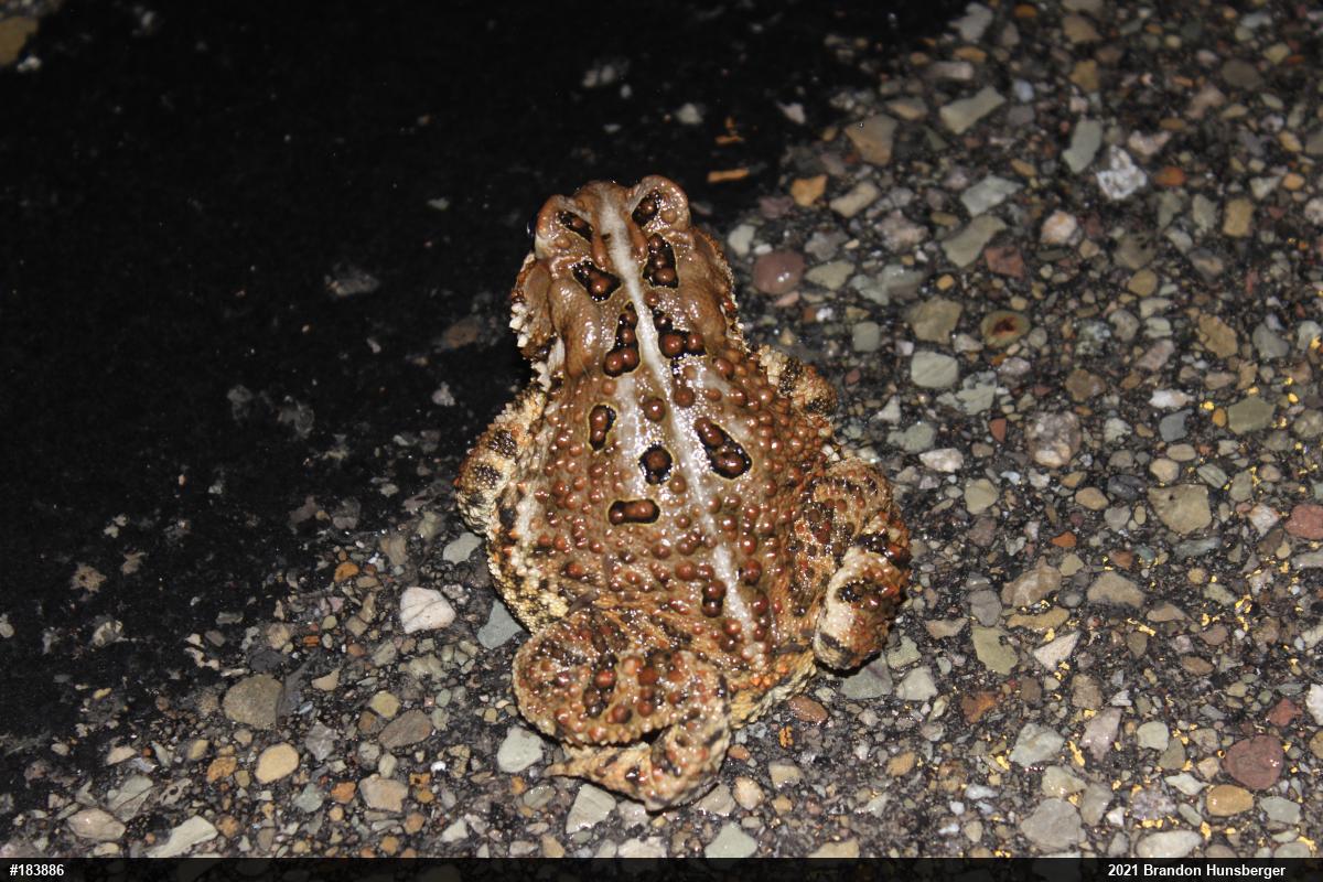 Eastern American Toad