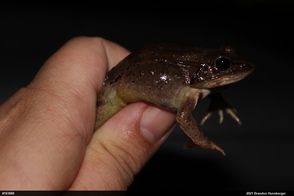 Wood Frog