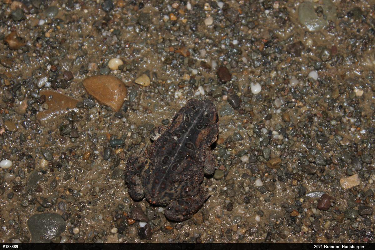 Eastern American Toad