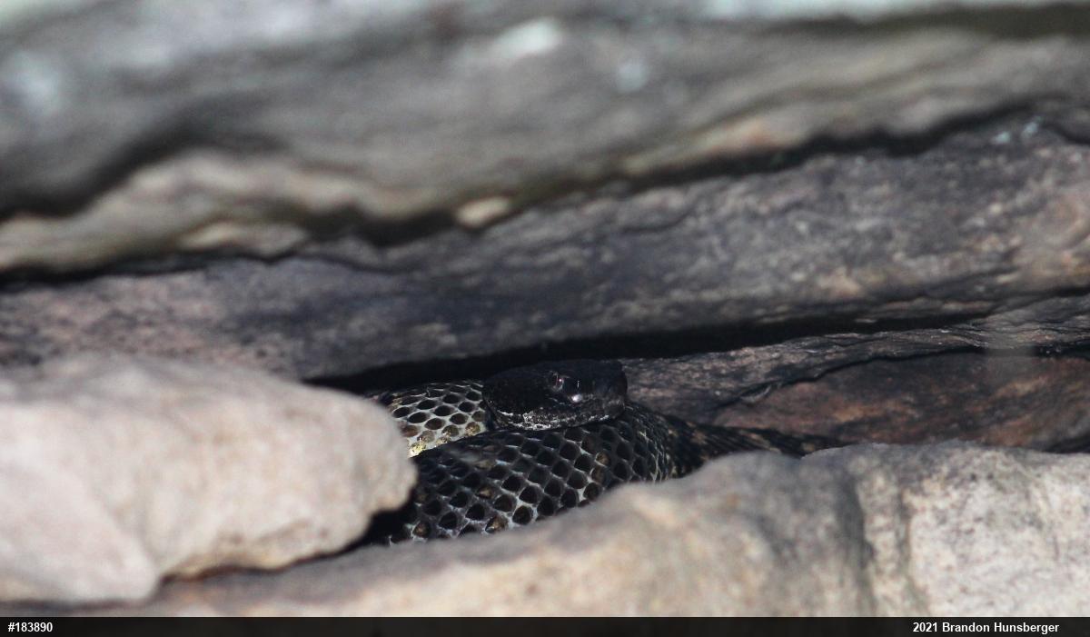 Timber Rattlesnake