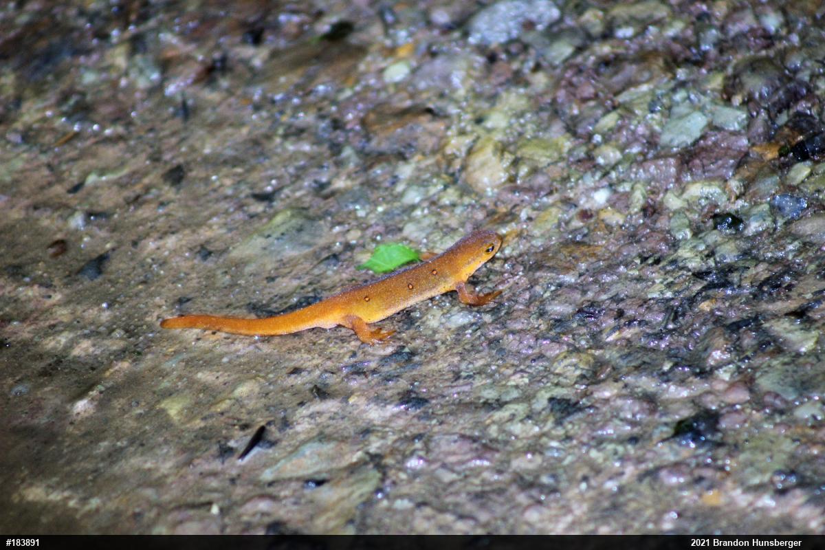 Red-spotted Newt