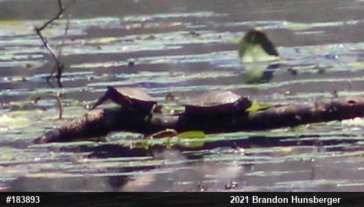 Midland Painted Turtle