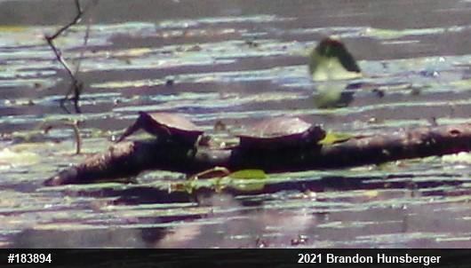 Northern Map Turtle