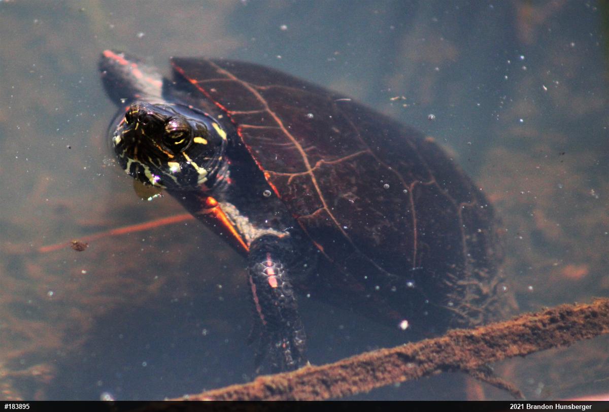 Midland Painted Turtle