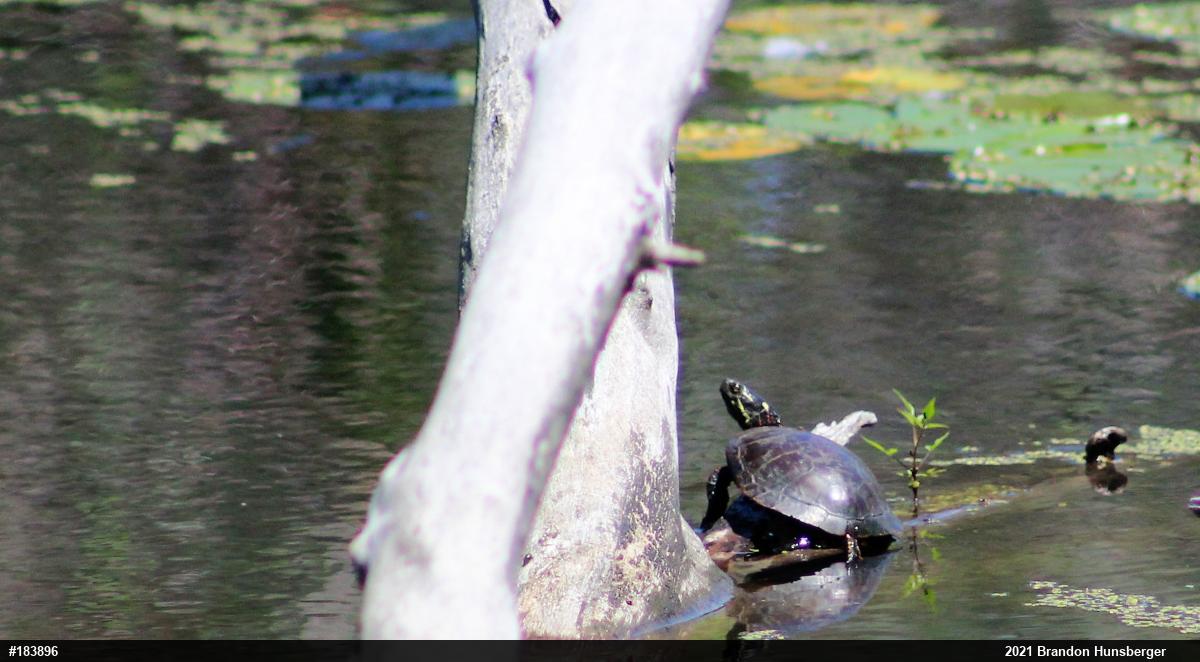 Midland Painted Turtle