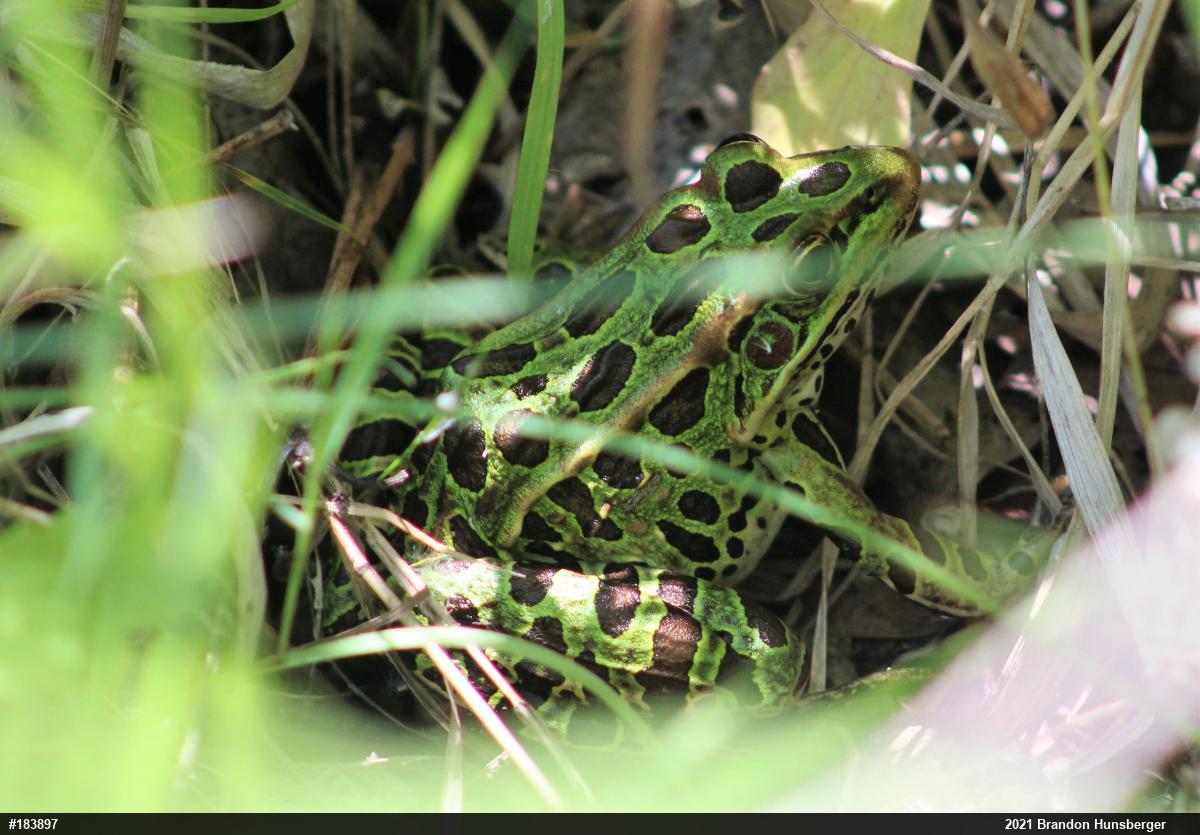 Northern Leopard Frog