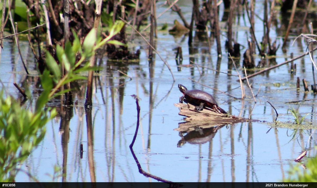 Painted Turtle