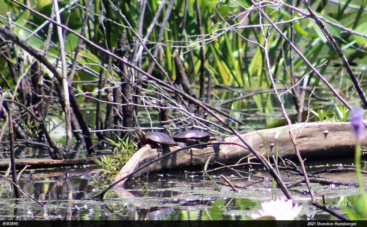Midland Painted Turtle