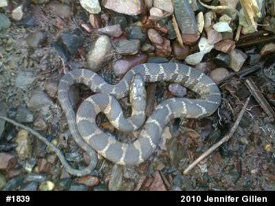Northern Watersnake