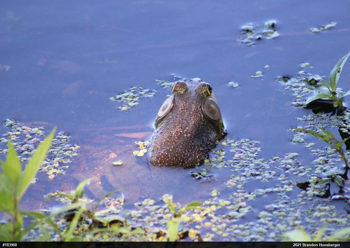 American Bullfrog
