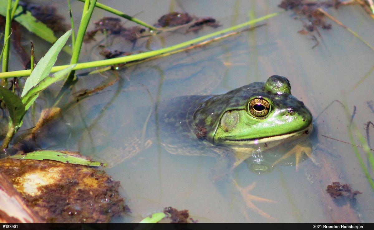 American Bullfrog