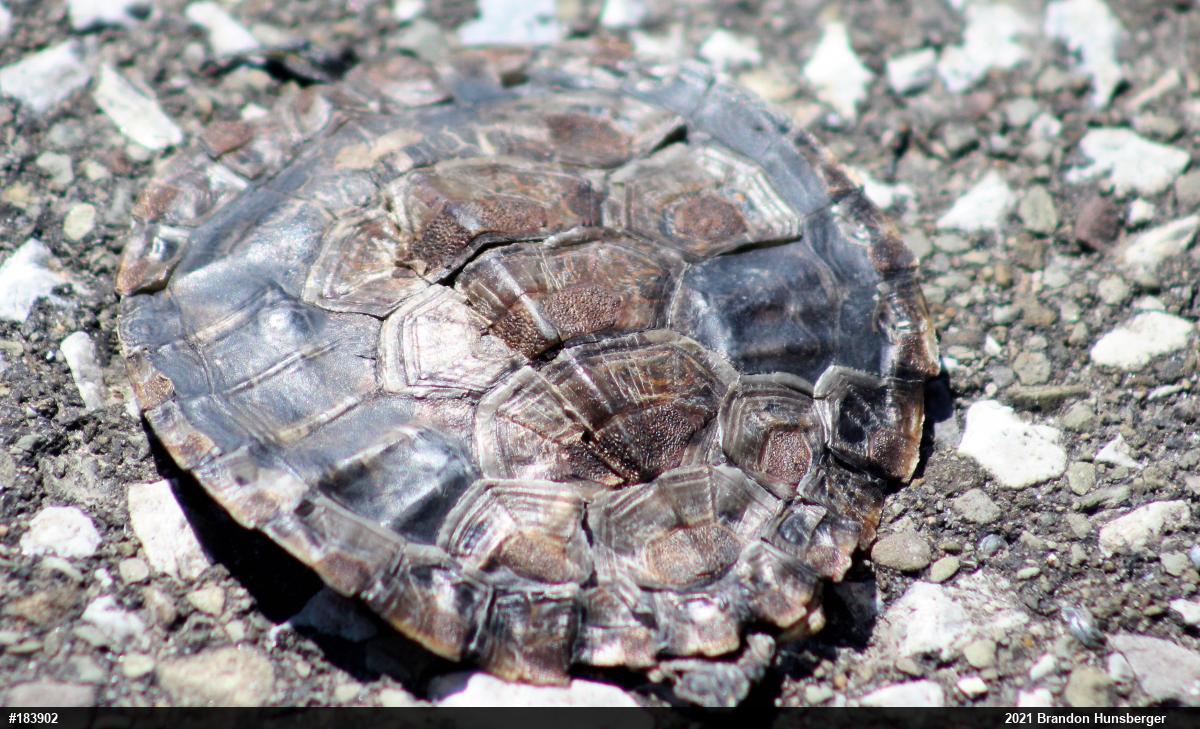 Northern Map Turtle