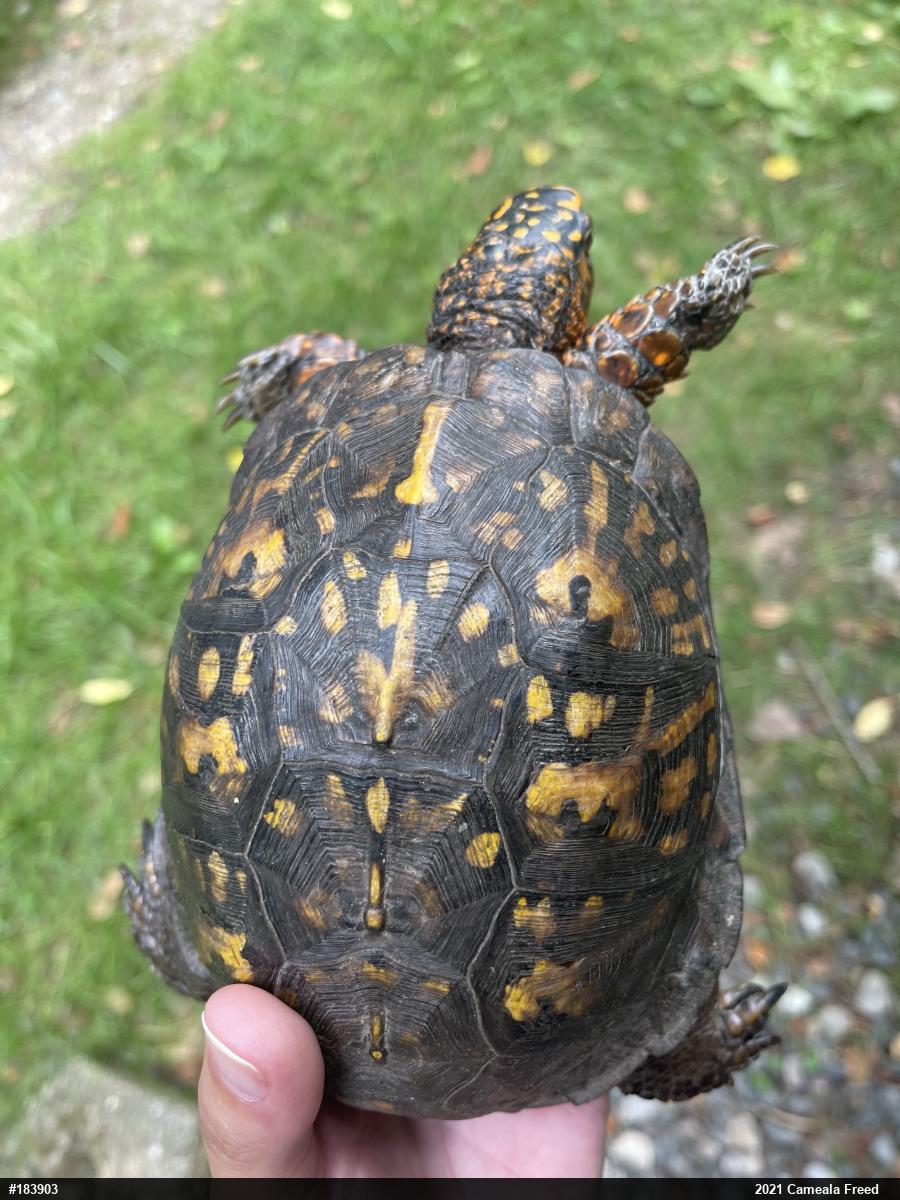 Eastern Box Turtle