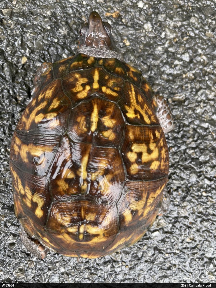 Eastern Box Turtle