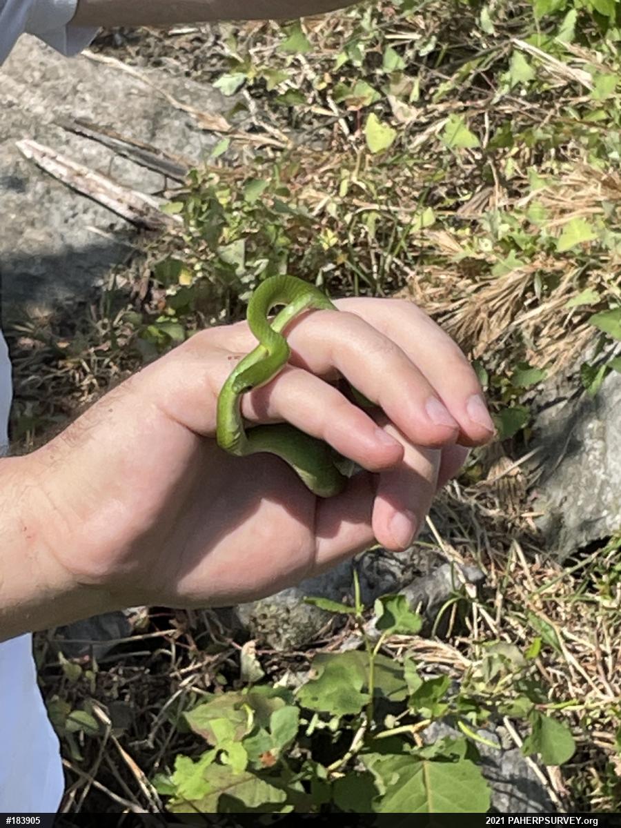 Smooth Greensnake