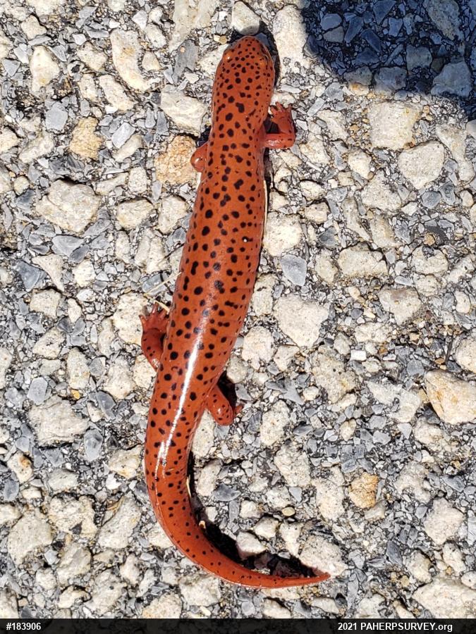 Northern Red Salamander
