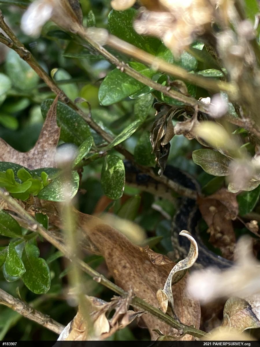 Eastern Gartersnake