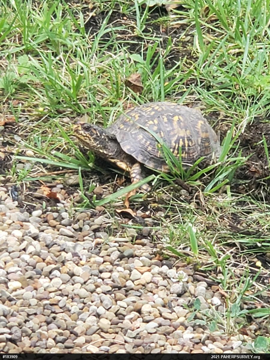 Eastern Box Turtle