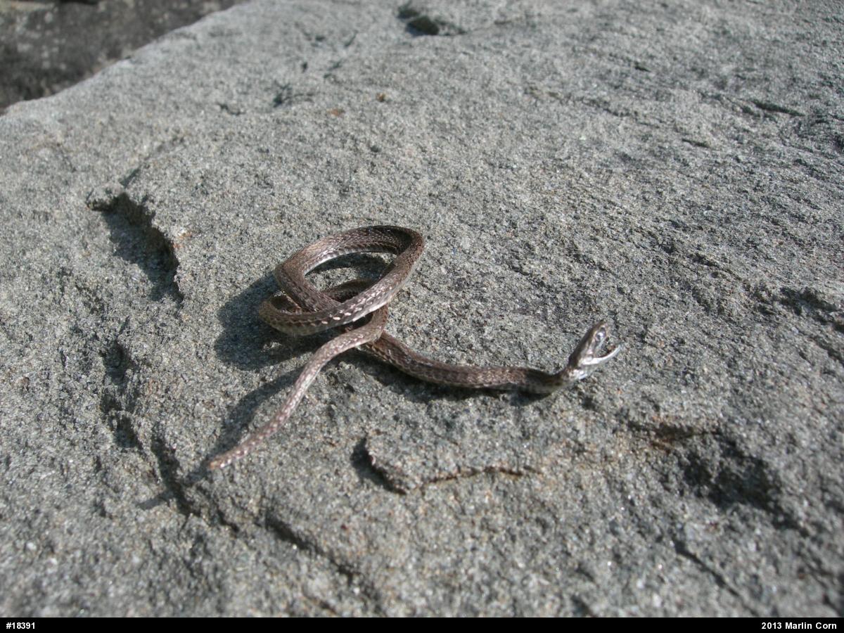 Red-bellied Snake