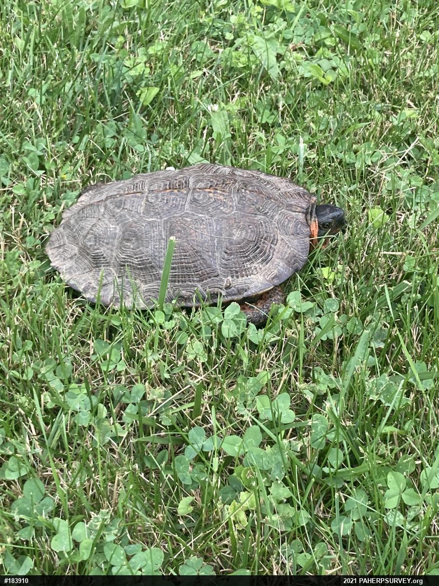 Wood Turtle