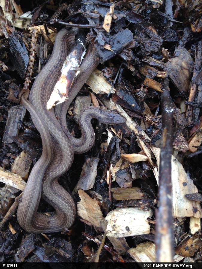 Dekay's Brownsnake
