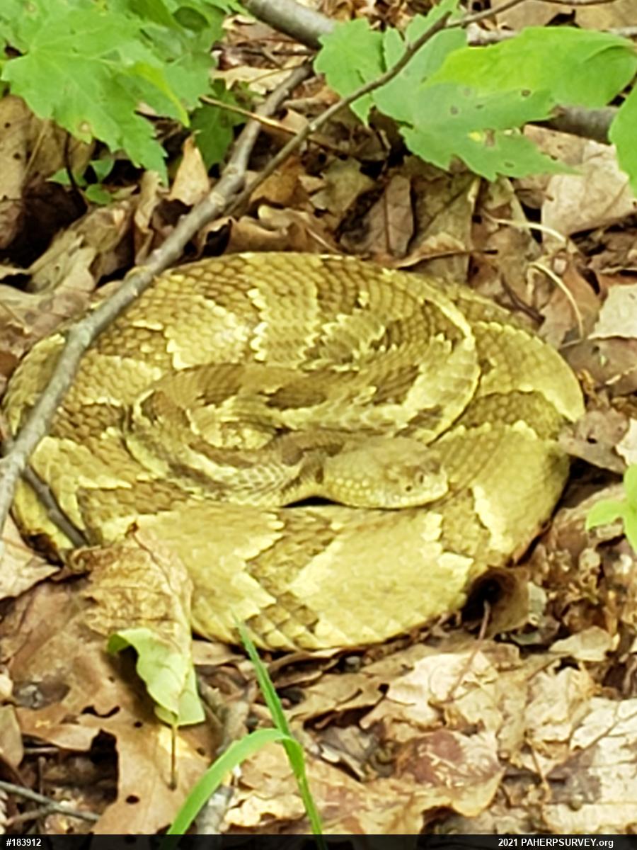Timber Rattlesnake
